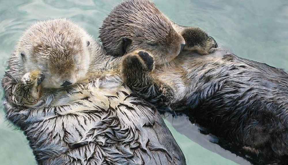 Sea otters holding hands