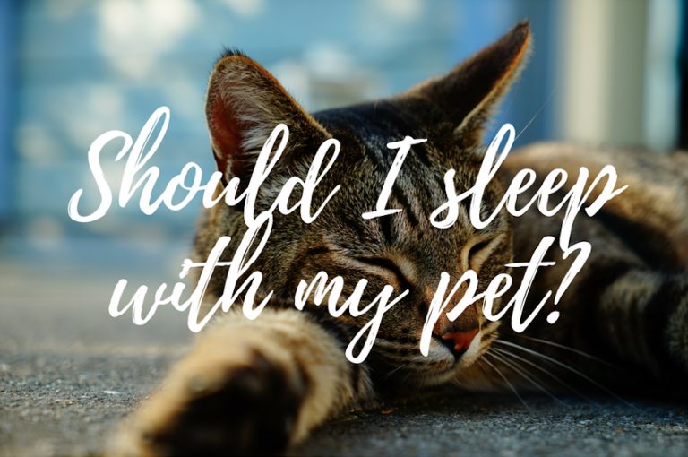 sleeping with your pet