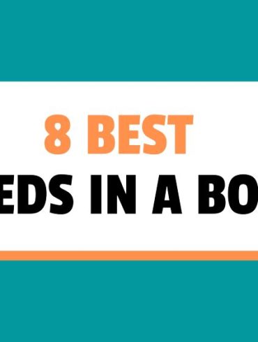 best beds in a box