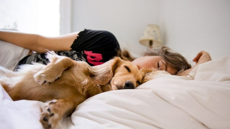 dog sleeping in bed